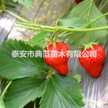 蒼南縣誠(chéng)寶日用品廠業(yè)務(wù)銷(xiāo)售部 專(zhuān)業(yè)打造清新空間，一站式日用百貨服務(wù)
